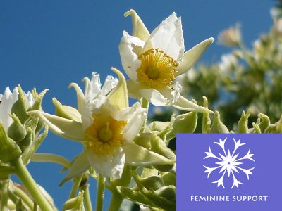 First Light® Feminine Support©